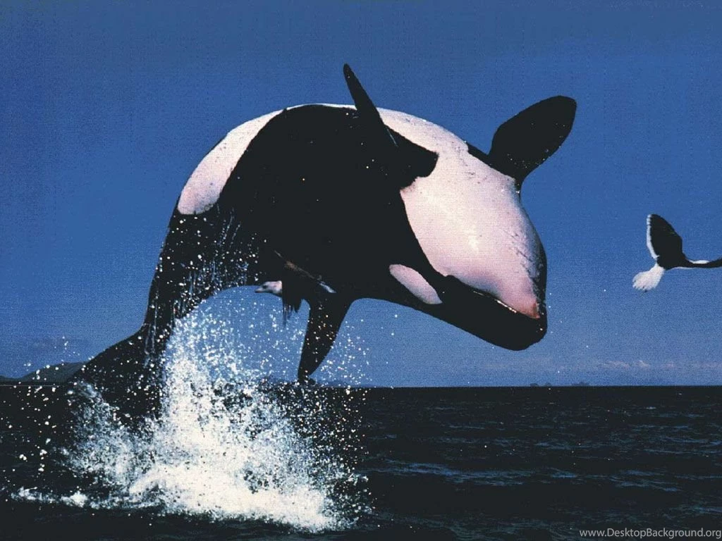 Orcas, Blackfish, Killer Whales   Lessons   TES