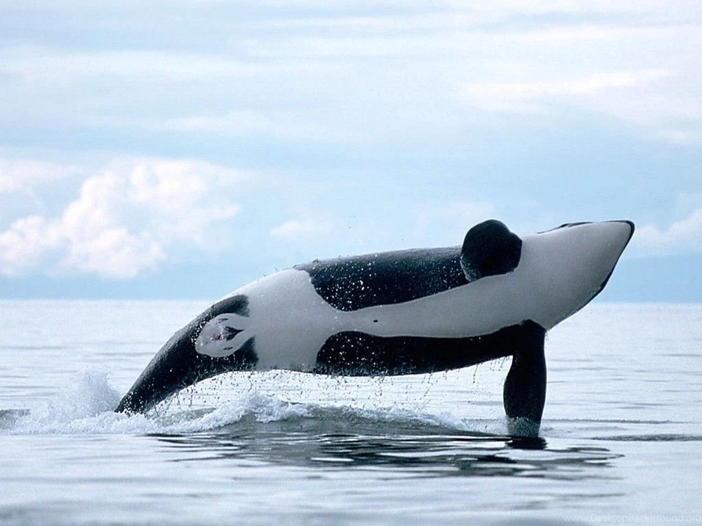 Killer Whale Wallpapers   Wallpapers Cave