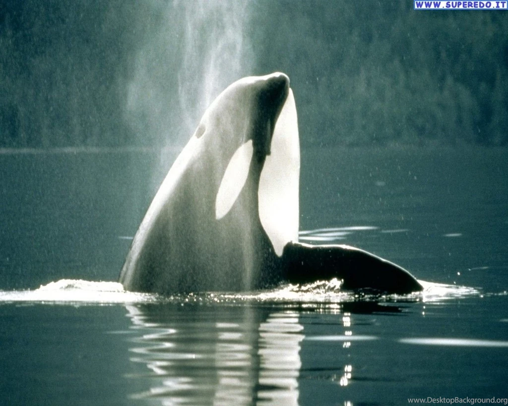 Orcas Images • 26 Images HD Of Orcas