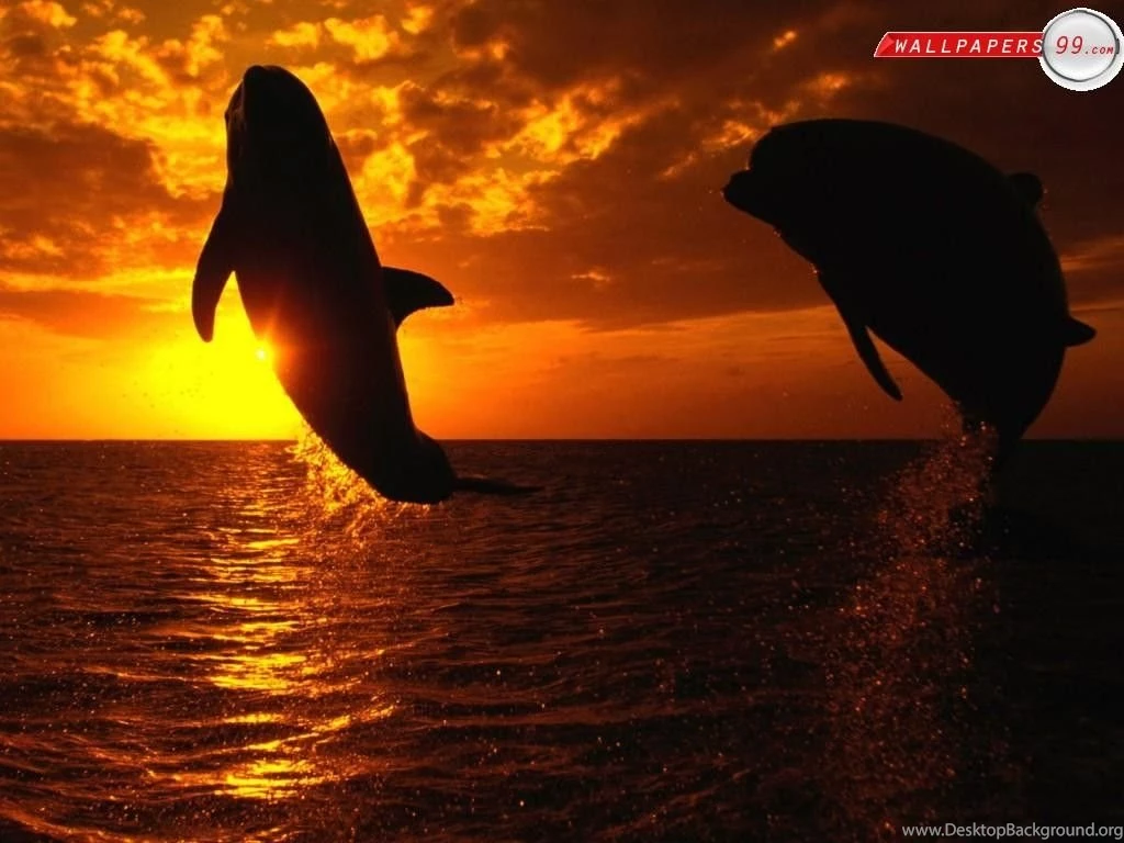 Whales: Heike Orcas Sunset Jumping Sea Orca Pictures For HD 16:9 ...