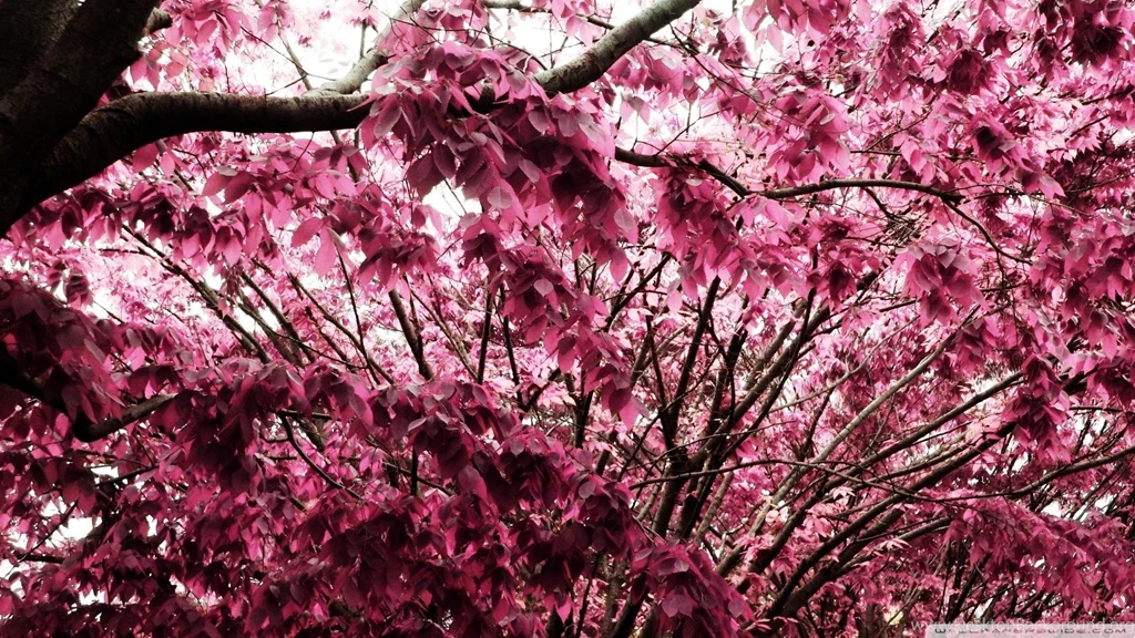 Pinky Leaves >> HD Wallpaper, Get It Now!