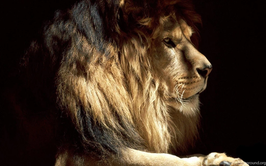 Wallpapers HD Lion: Strength Is All You Can Get From Them – Design ...