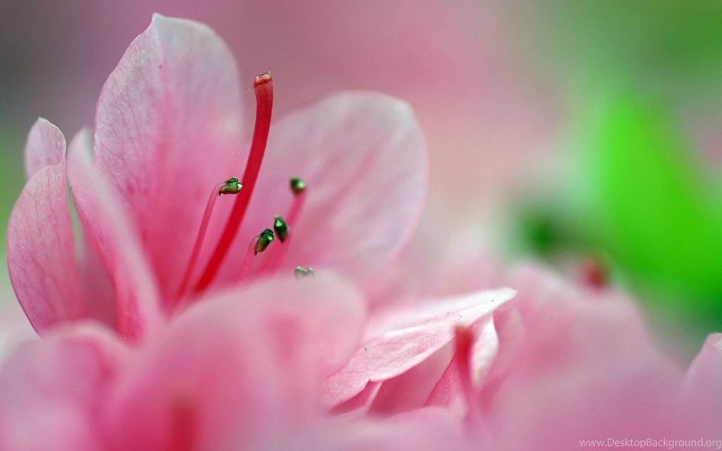 Christmas, Background, Postcard, Pinky, Media (