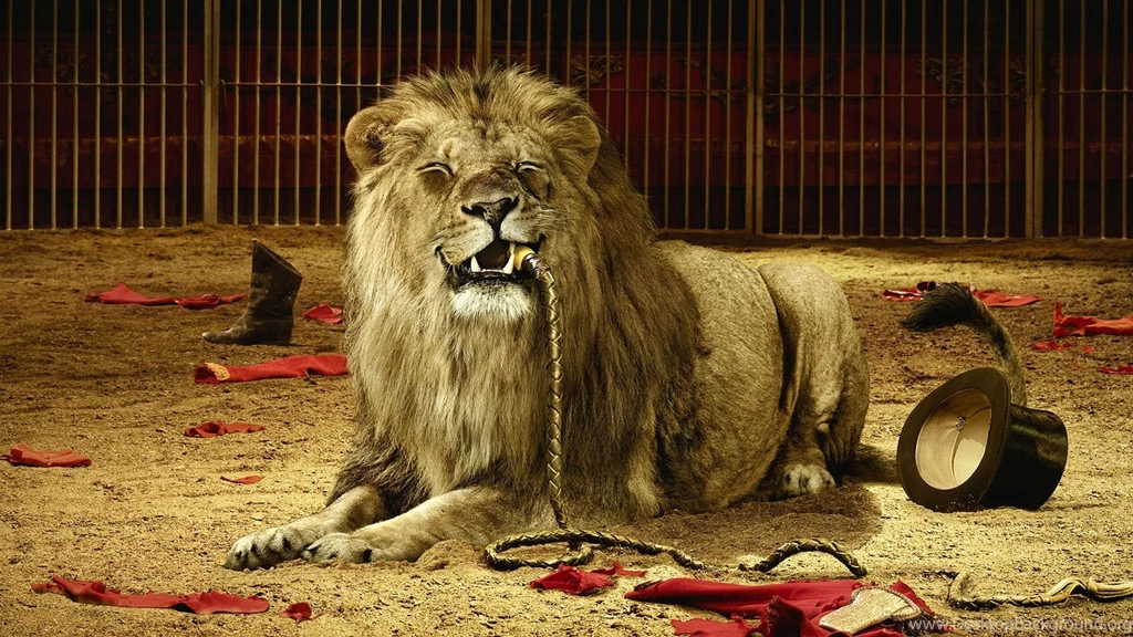 Lions, Wallpapers, Animated, Love (