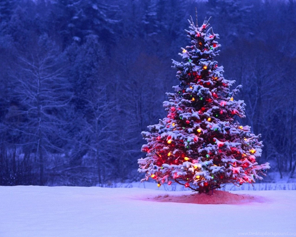 Winter Season Snow Christmas Trees Tree HD Wallpapers Nature ...