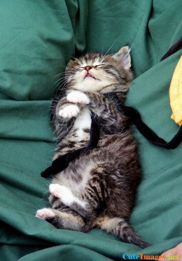 Sweet Dreams Wallpapers   CuteImages.net