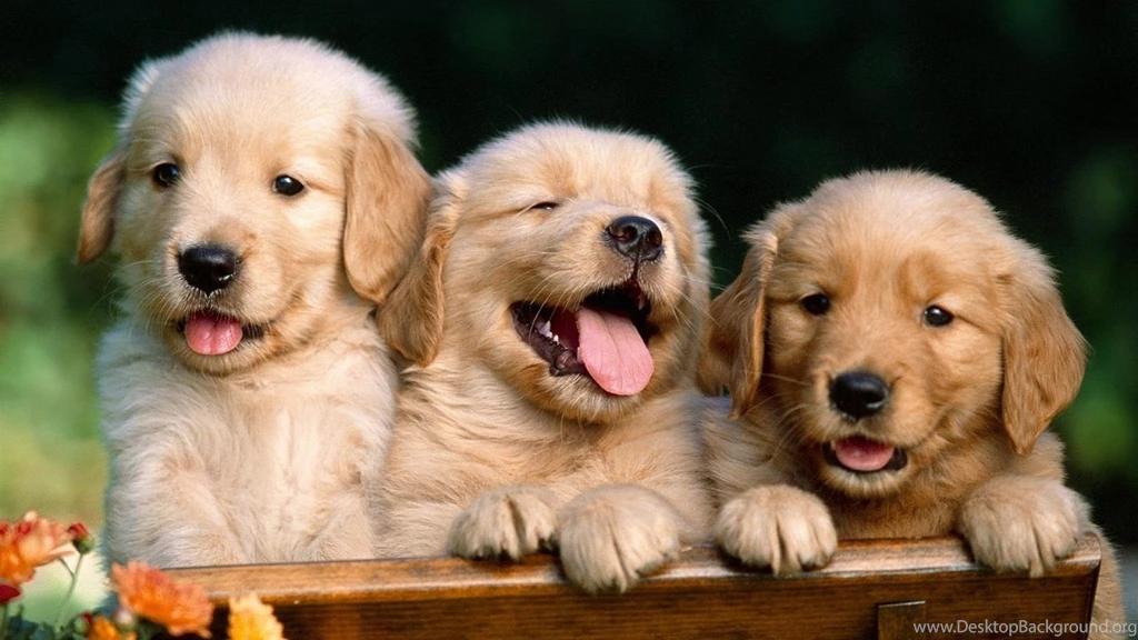 Pictures Of Baby Animals With Cute Three Puppies