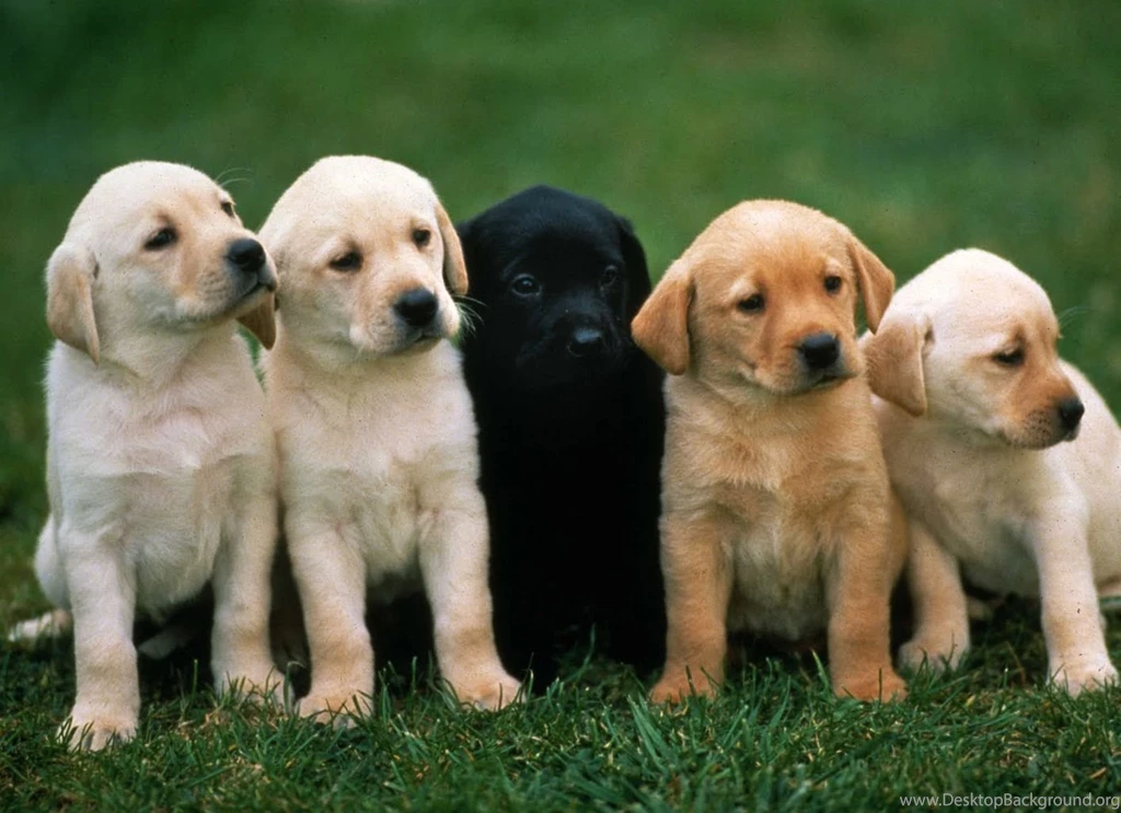 Cute Animal Wallpapers, Hd Wild Life Photos, Best Friends, High ...