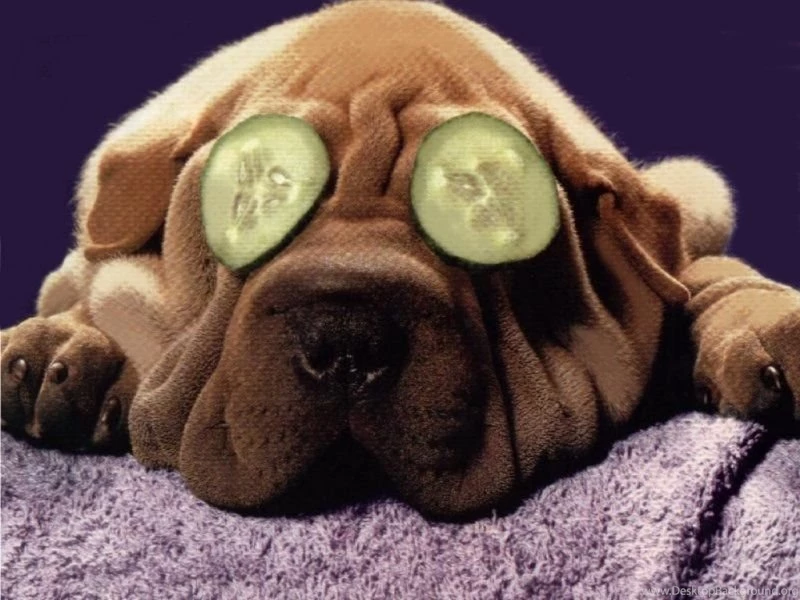 Free Wallpapers Dogs & Puppies 09 800 X 600