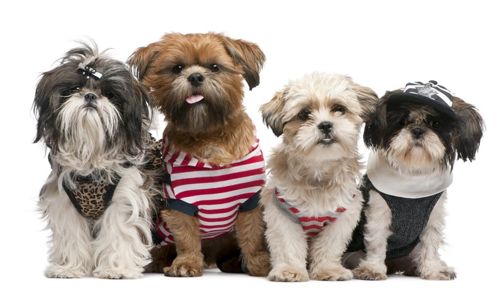 Dogs 9 Wallpapers Download Free Dogs 9 0 Cool HD Nature Desktop ...