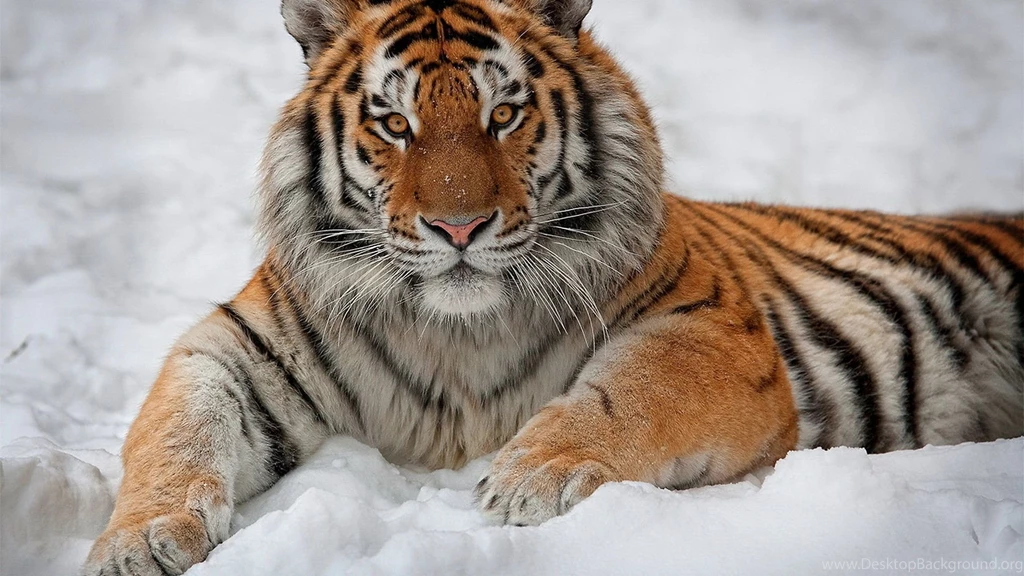 Tiger Wallpapers Hd Download Wallpapers HD Fine
