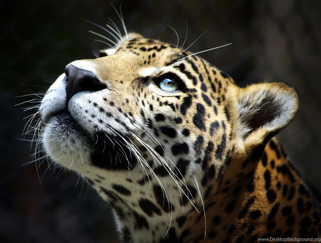 Leopard Wallpapers 4 Best Wallpapers Collection