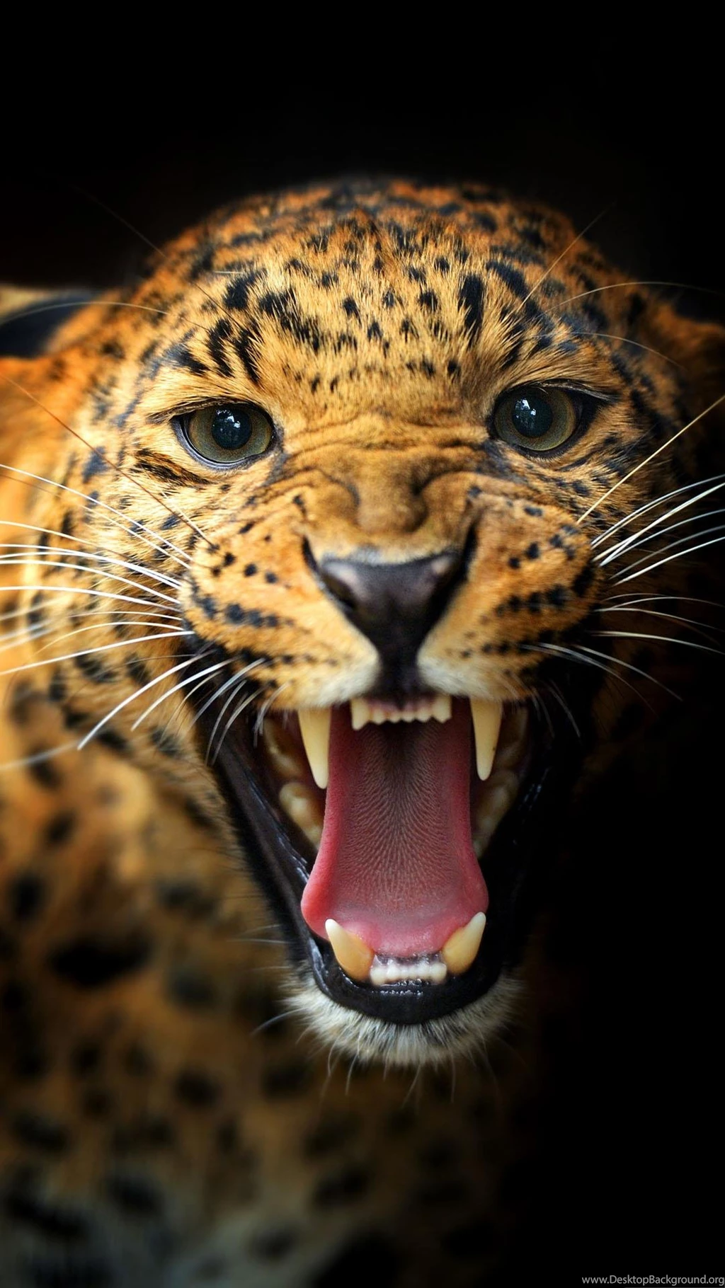Leopard Wallpapers Hd008 – Wallpaperjosh