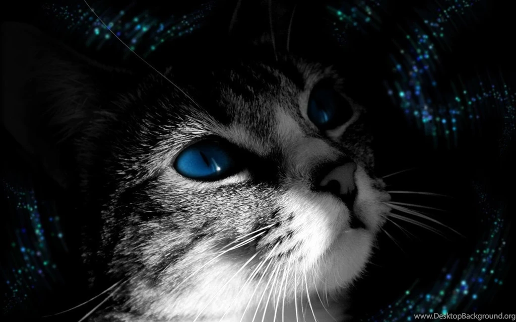 Beautiful Cat Cats Wallpapers (16122416) Fanpop