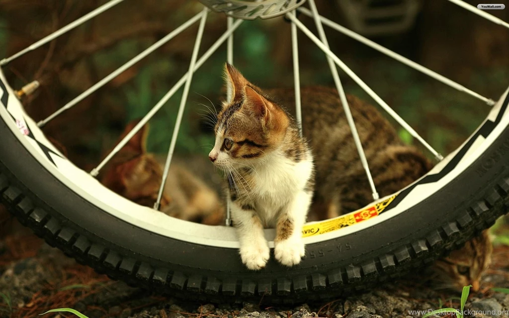 Download Beautiful Cat Fb Wallpapers