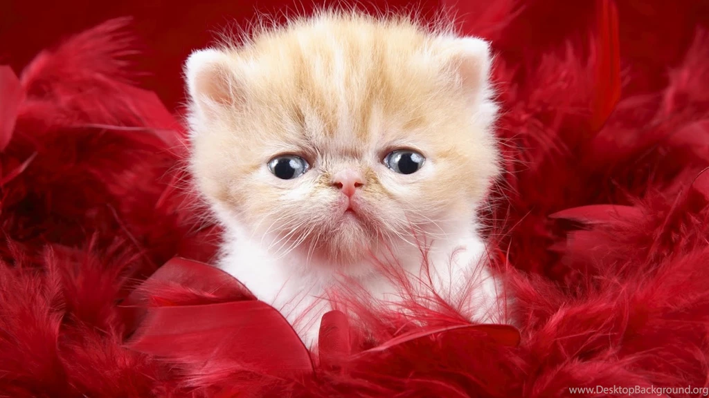 Desktop hd images of beautiful cats.jpg