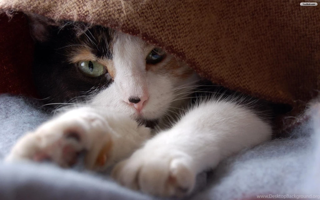 Download Beautiful Cat Caa Wallpapers