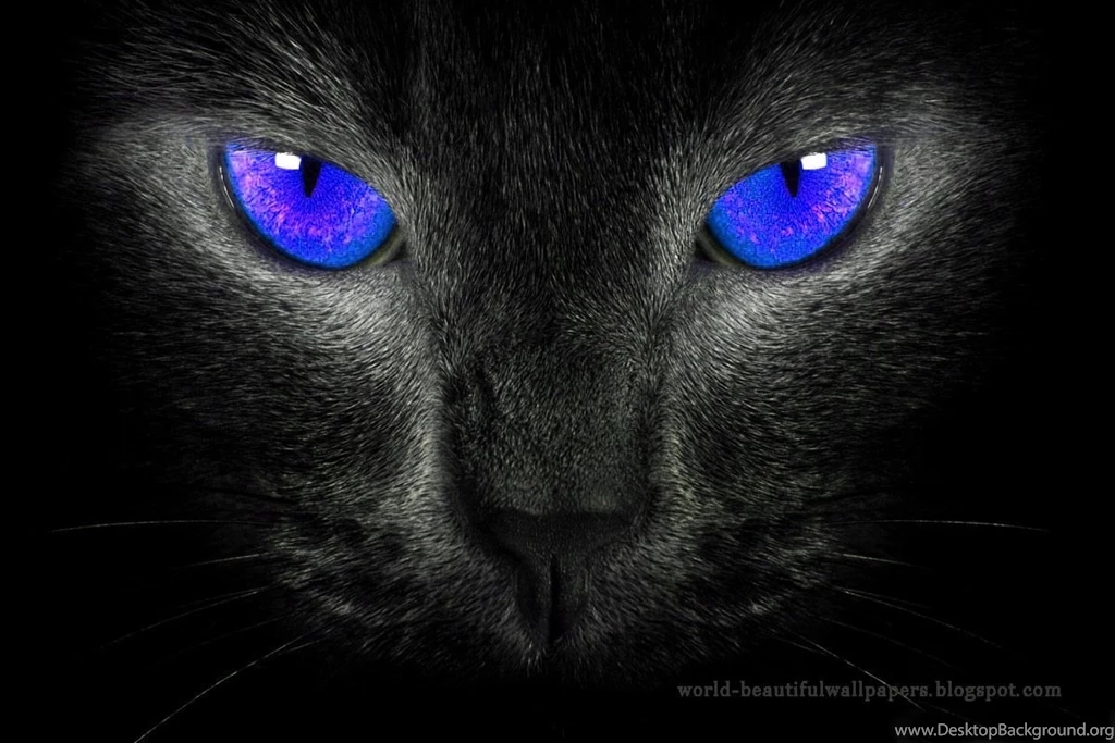 Beautiful Wallpapers: Beautiful Cats Wallpapers