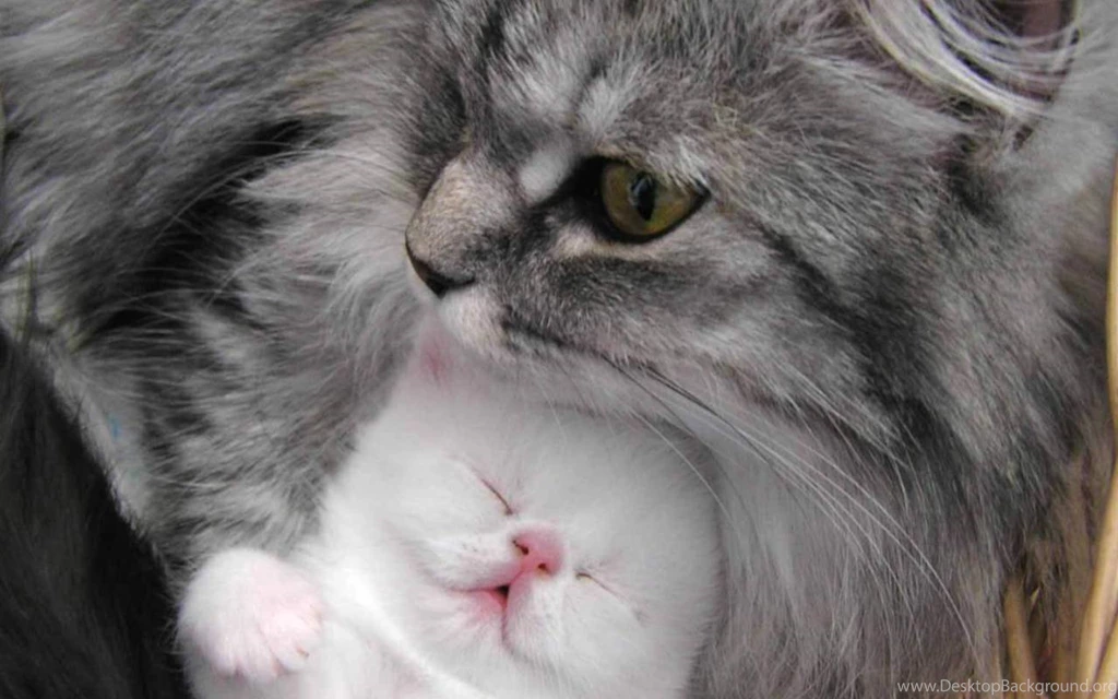 Beautiful Cat And Kitten Cats Wallpapers (16121833) Fanpop