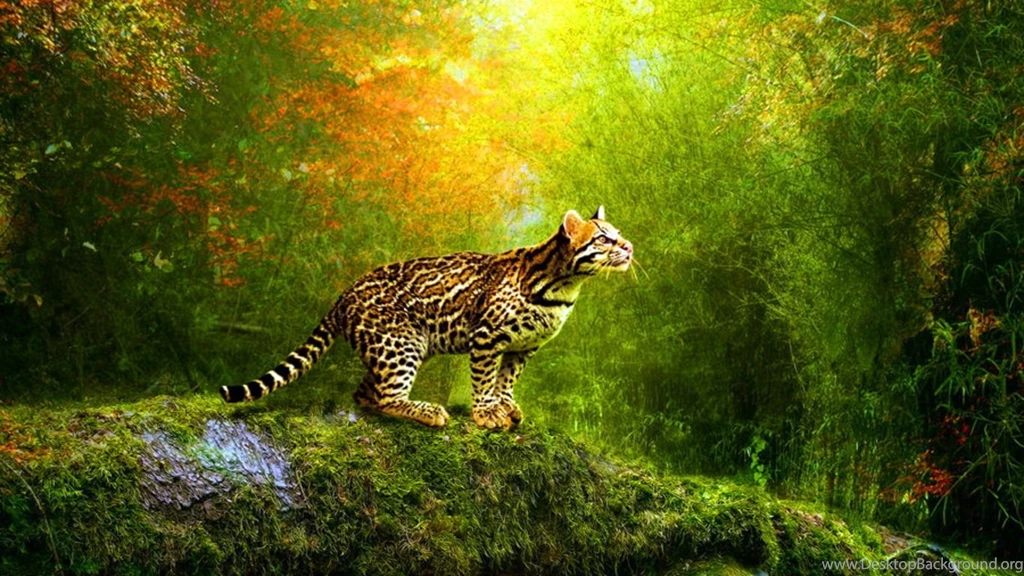 Free Animated Wallpapers Newwallpapershits.com
