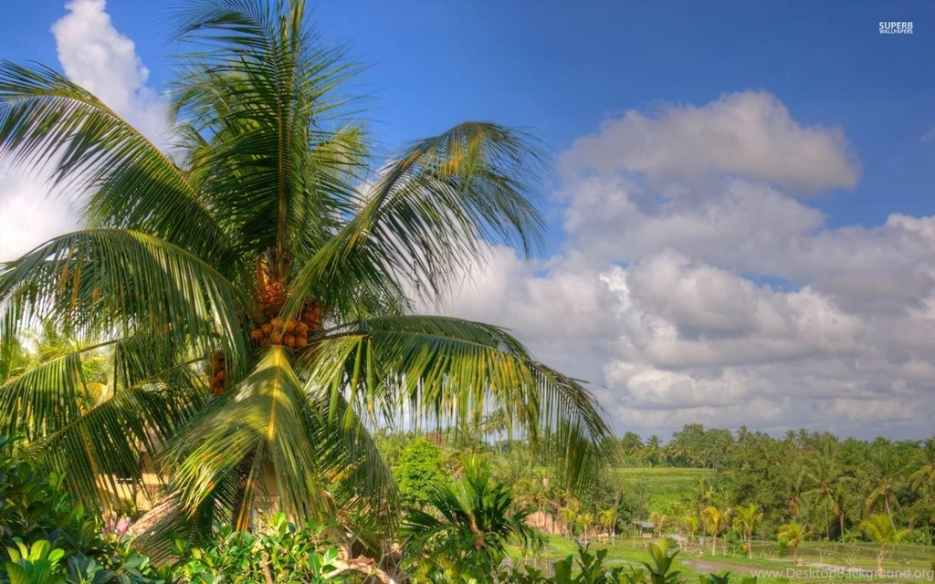 Coconut Tree Wallpapers Nature Wallpapers