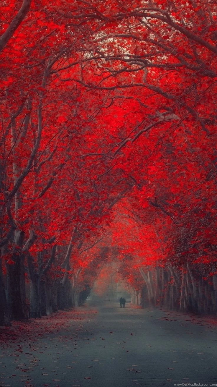 Red October Forest Pathway iPhone 6 Wallpapers