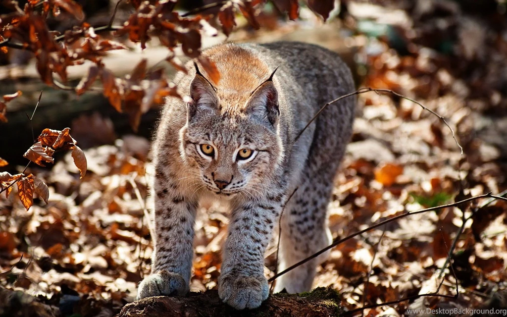36 Wild Cat Forest Nature Wild Cat Hd Wallpapers Wild Cat 869 ...