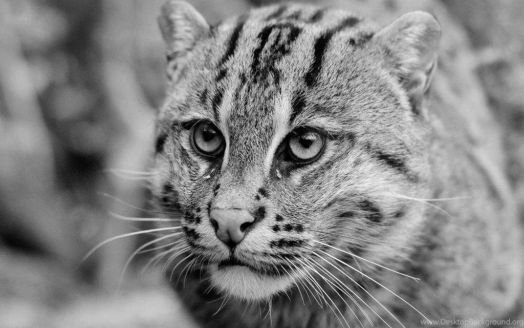 Wildcat Computer Wallpapers, Desktop Backgrounds