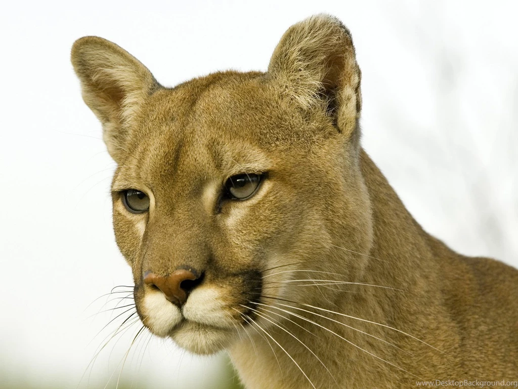 Wild Cat Pictures Wallpapers HD Wide