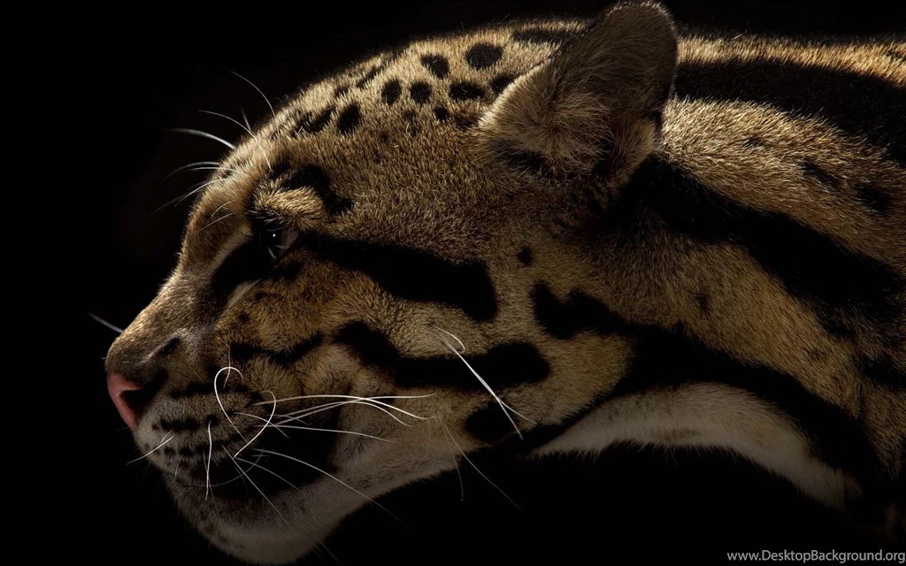 Wild Cat Animal Animal Wildcat Wallpapers Jpg 266365