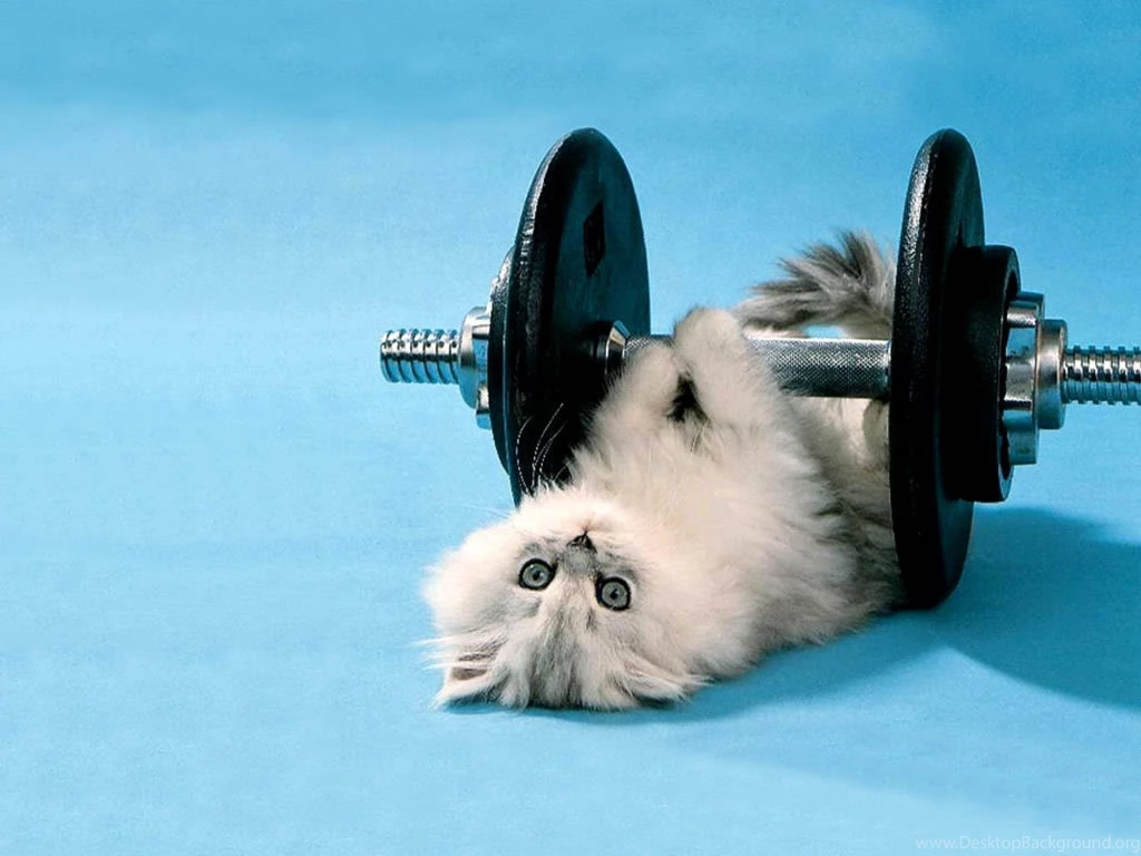 Download Cat Gym Funny Images Wallpapers HD Desktop Mobile ...