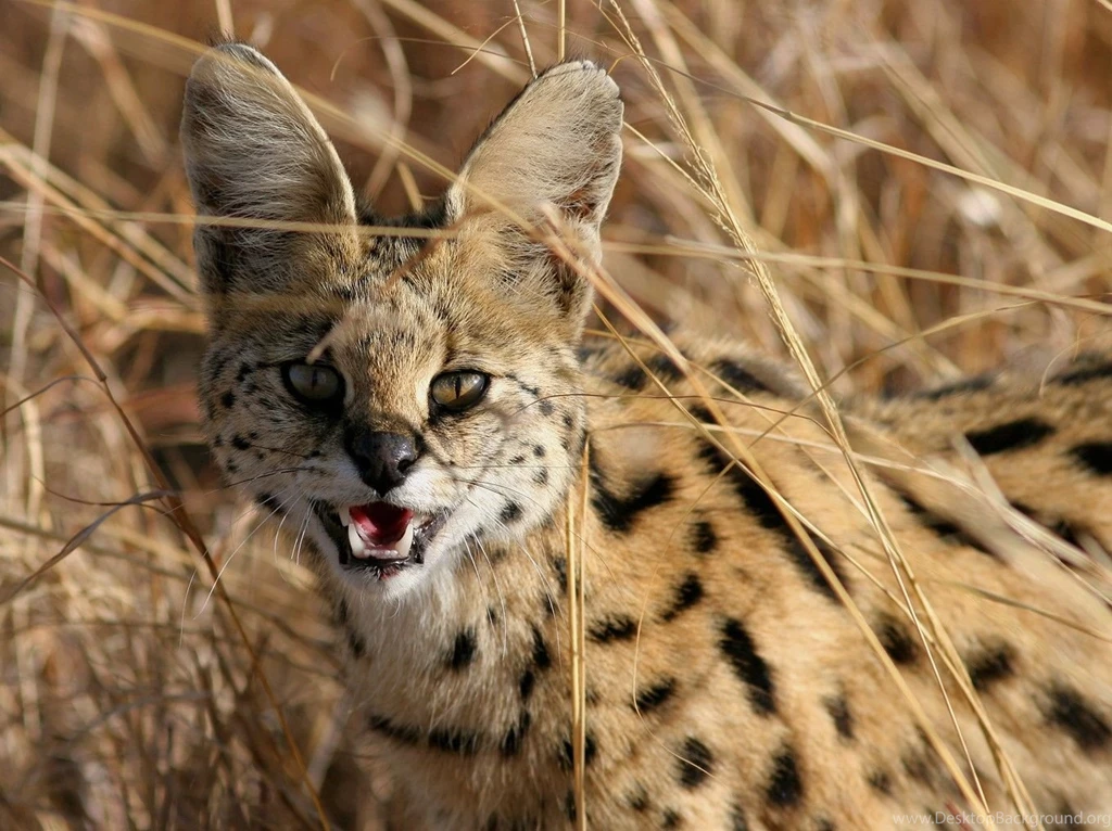 Serval Desktop Wallpapers , New Wallpapers, New Wallpapers