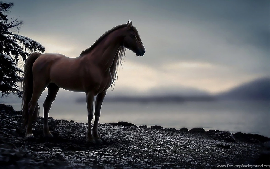 Horse Full HD Wallpapers WallpaperCafe