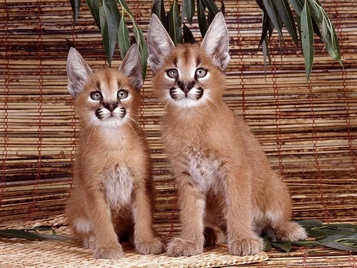 Impressive Wildcat Picture Caracals 1600*1200 21 Wallcoo.net