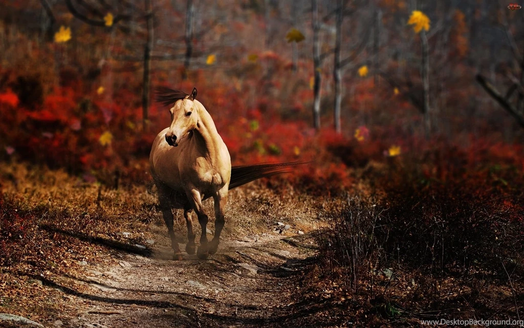 Romantic Horses Wallpapers Cute Image Colorful Picture