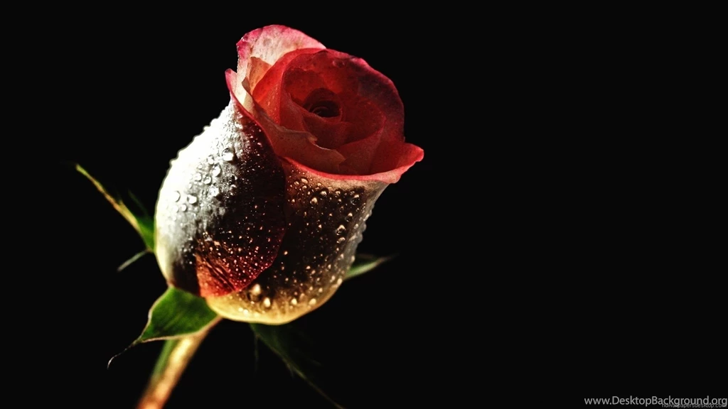Exclusive Photography HD Wallpapers Zibrato