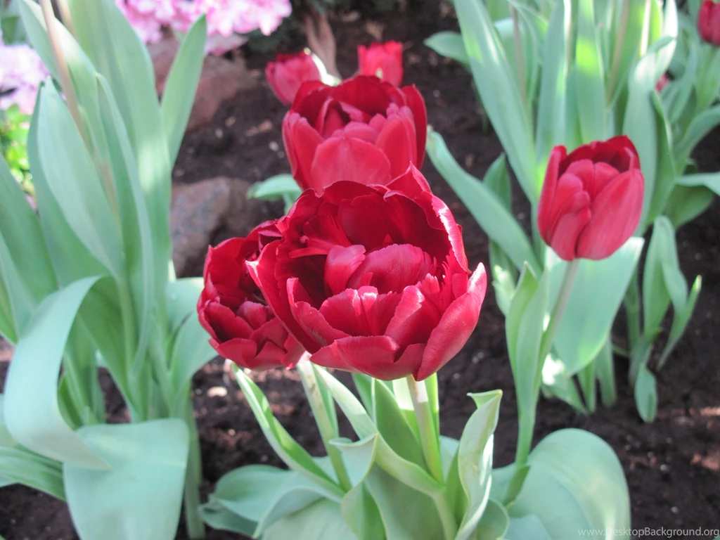 551122 Color Wallpapers: Seasonal Celebrations Flowers Soil ...