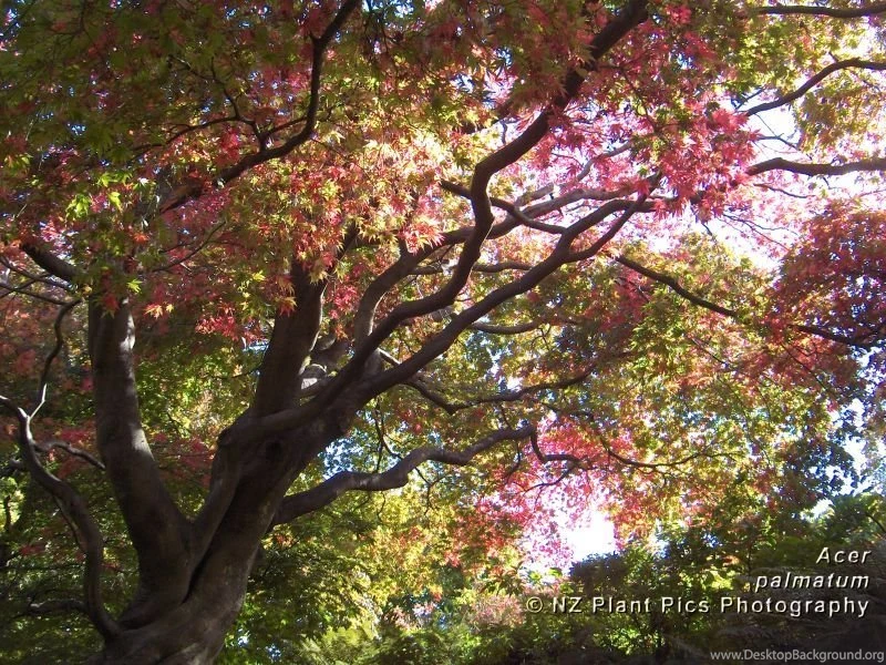 Free Desktop Wallpapers New Zealand Flowers, Trees, Plants, Nature