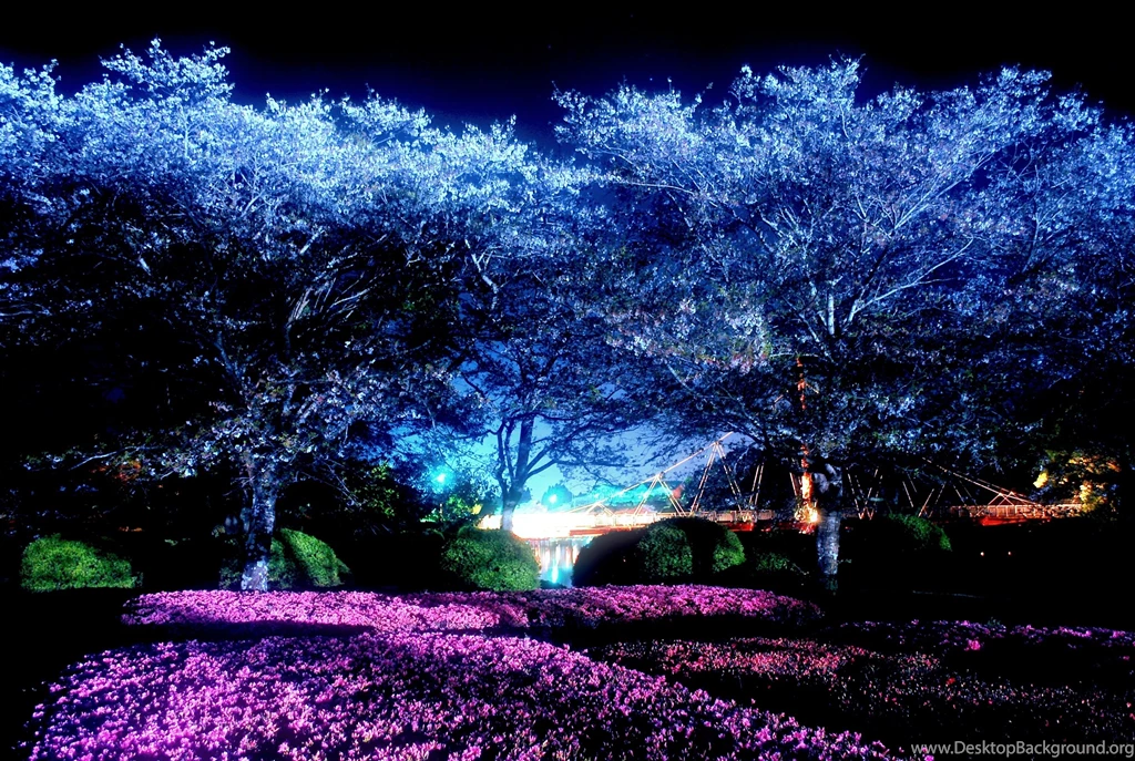 Amusement Parks: Moonlight Park Night Cherry Blossoms Picture ...