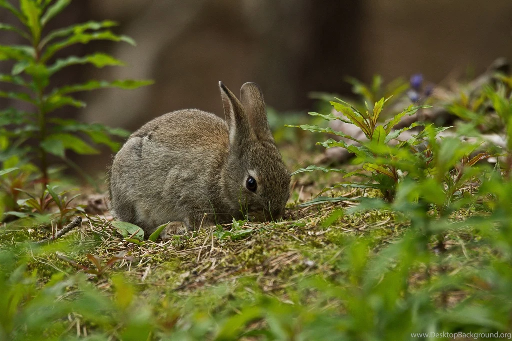 Hare Computer Wallpapers, Desktop Backgrounds