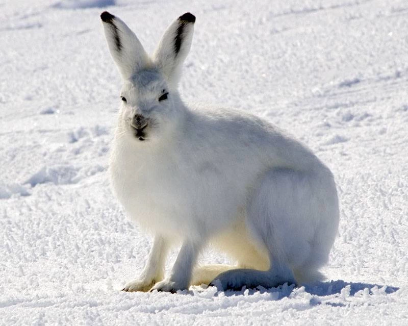 Arctic Hare Wallpapers Animal Lovers Wallpapers