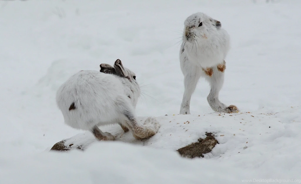 Winter Snow Rabbit Hare Wallpapers
