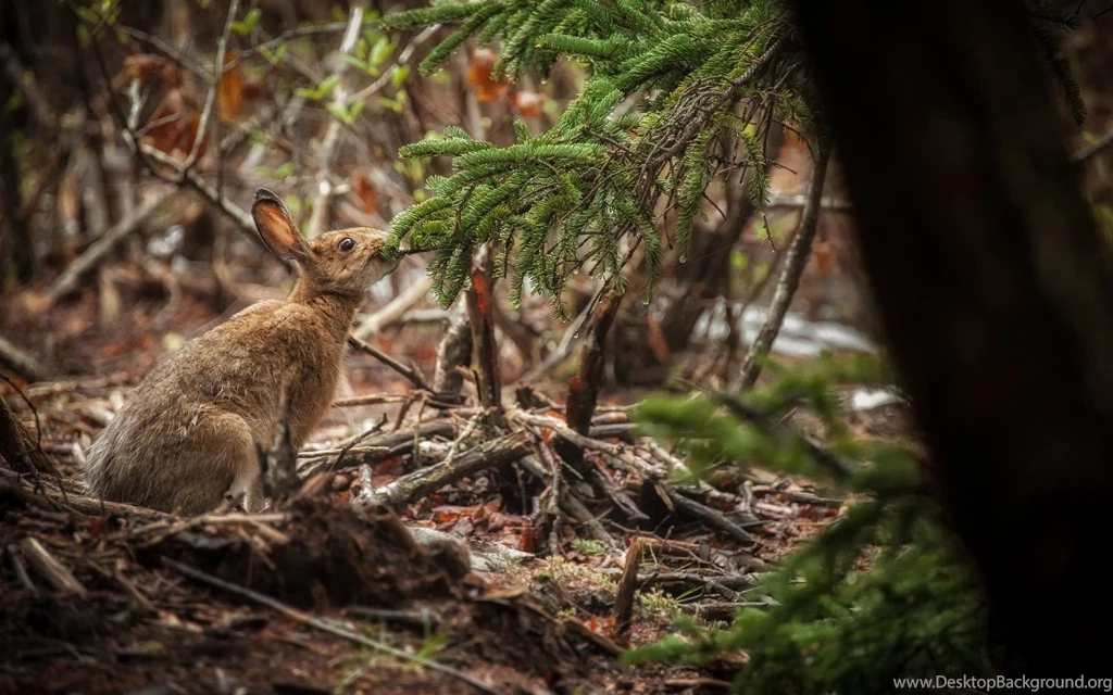 Gray Hare Wallpapers And Images Wallpapers, Pictures, Photos
