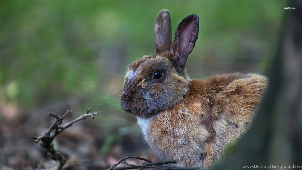 Brown Hare Wallpapers   Animal Wallpapers