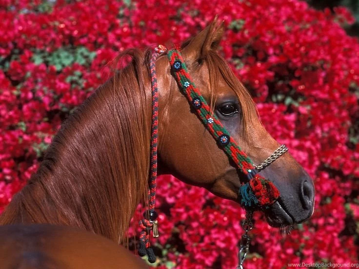 Horse Pictures