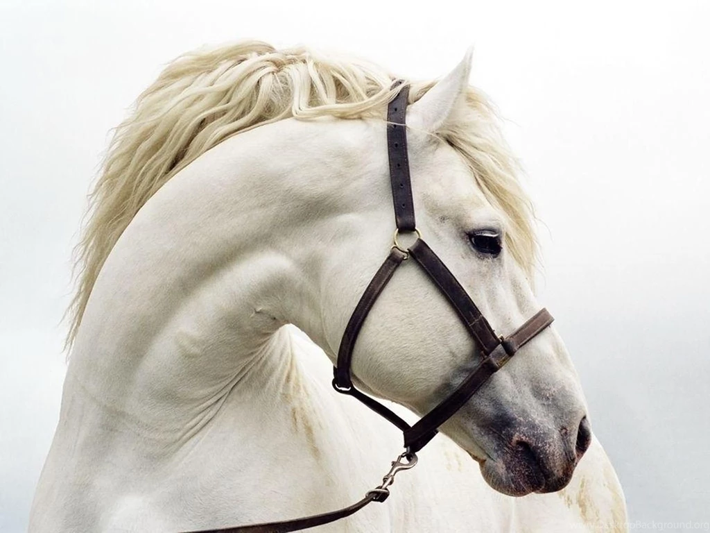 Horse Top Free Picture Beautiful Wallpapers / Wallpapers Horse 307 ...