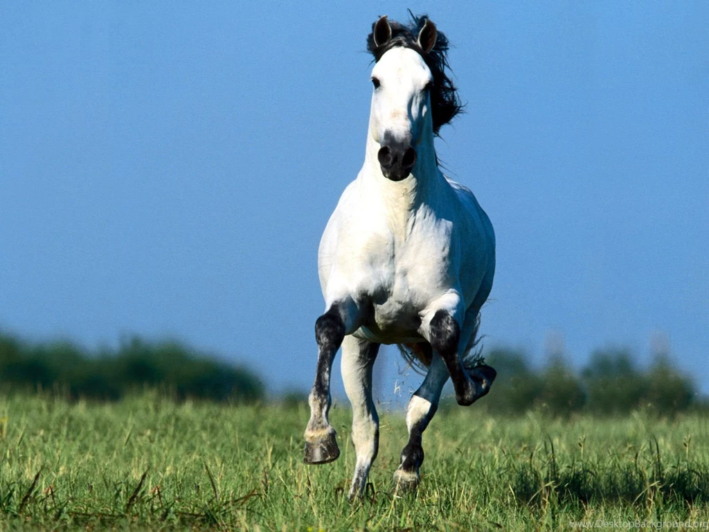 Horse Cool Free Picture Beautiful Free Wallpapers / Wallpapers Horse ...