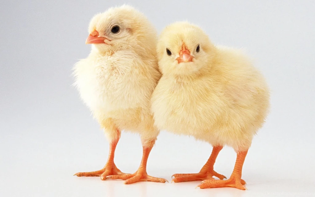 HD Chick Wallpapers Pretty Animals Photos
