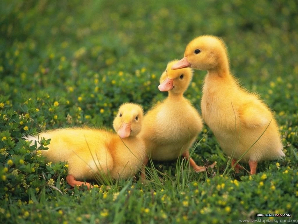 Pets Wallpapers Baby Chick And Duckling13 Wallcoo.net