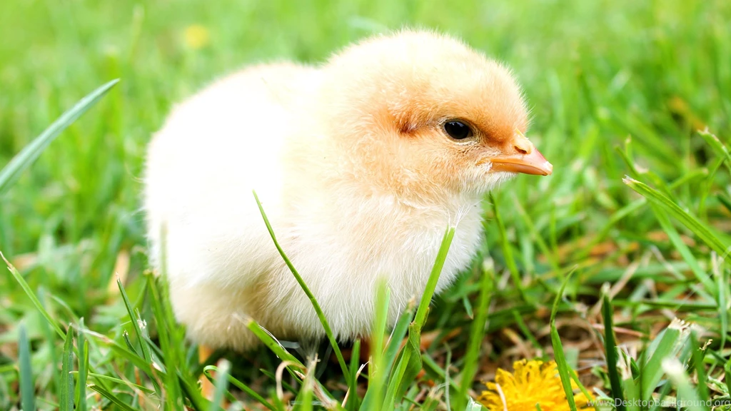 Little Chick Wallpapers :: HD Wallpapers